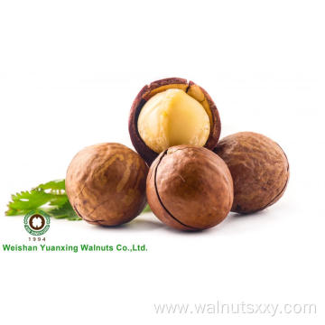 Big Size Roasted Macadamia In Shell For Sale